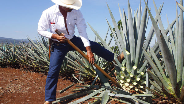 Why Tequila is the Cleanest Spirit You Can Sip